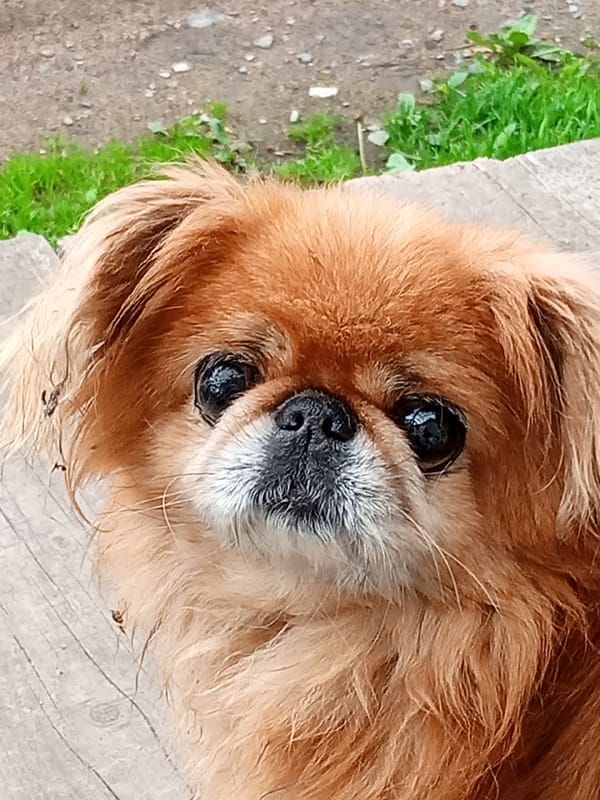 Damp Pekingese dog hanging out in Nakhodka