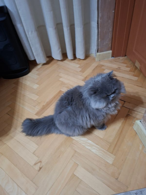 Sunday afternoon at home with cat in Gabrovo