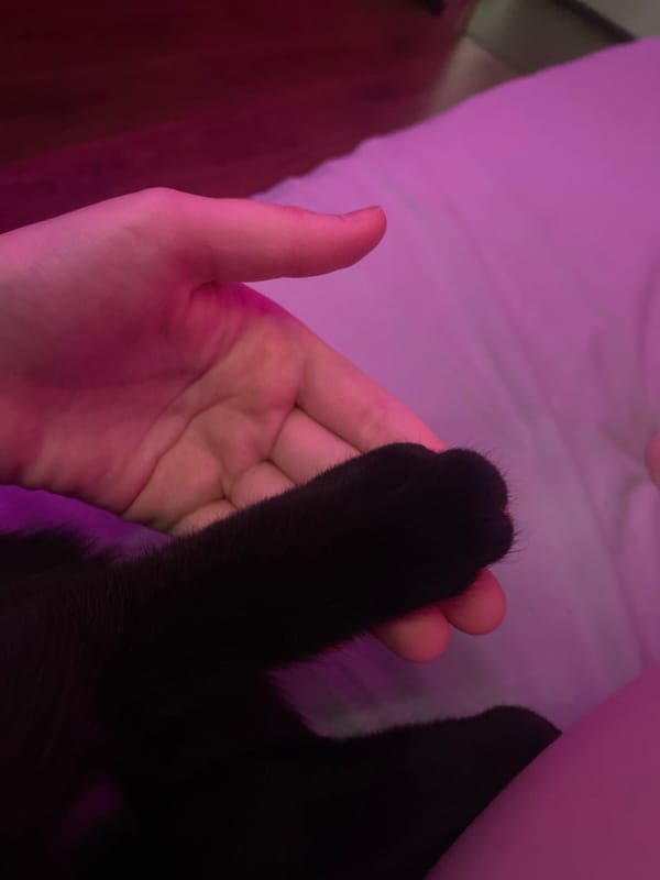 Person takes morning selfies with black cat in Izhevsk