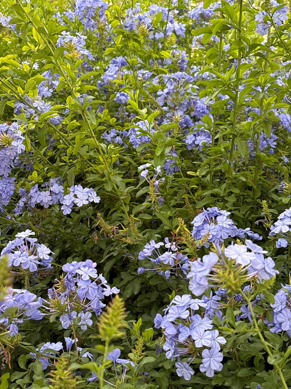 Blooming blue plumbago flowers documented in Mexican garden