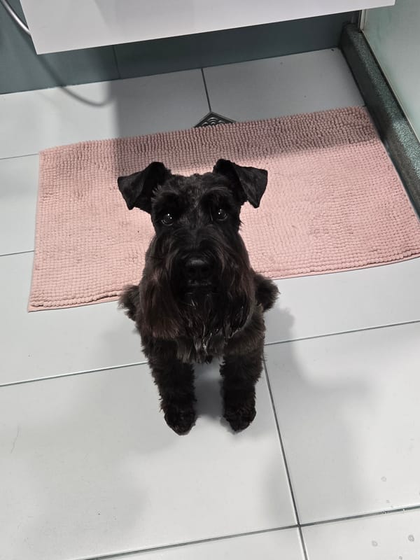 Black schnauzer moves from bathroom mat to food bowl