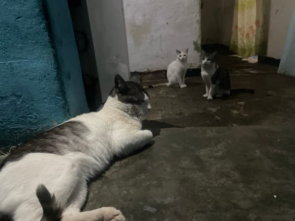Cats gather in indoor space in Caracas