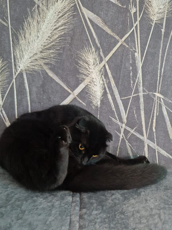 Black cat with yellow eyes spotted resting indoors