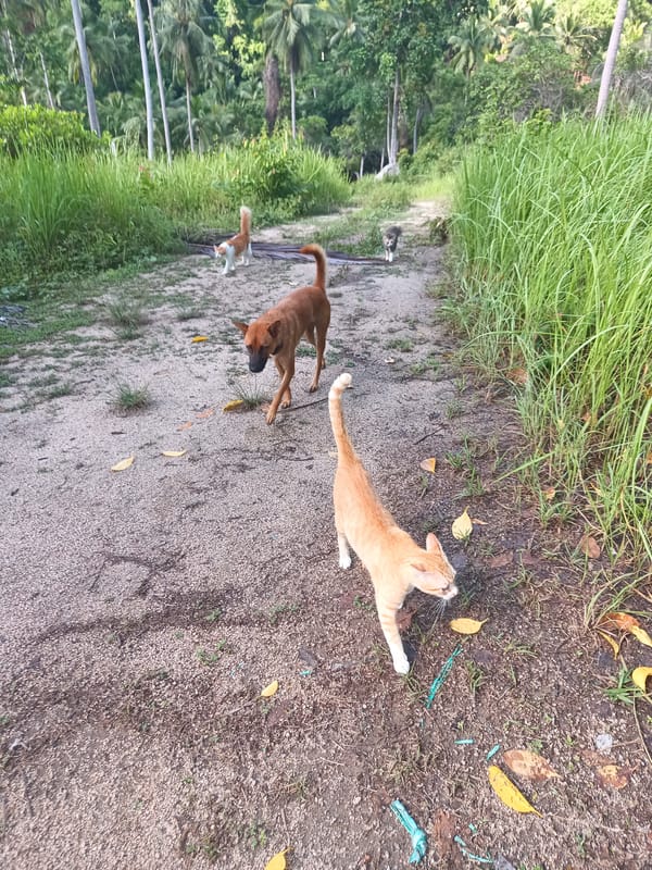 Dogs spotted on tropical dirt path amid lush vegetation