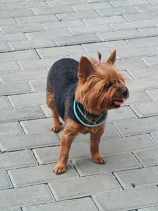 Summer morning in a Kurgan park: flowers, flags, and a Yorkie