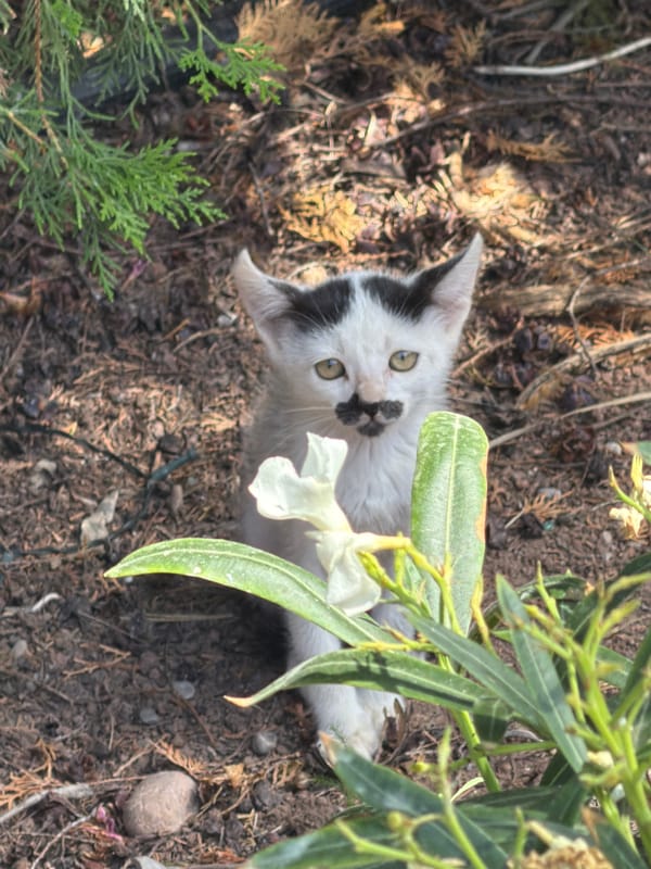 Garden scenes with kitten and flowering plants