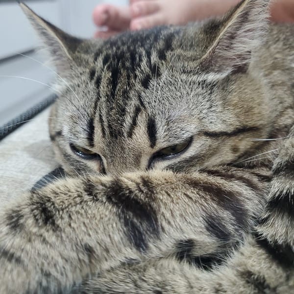 Tabby cat photographed multiple times in Curitiba early morning