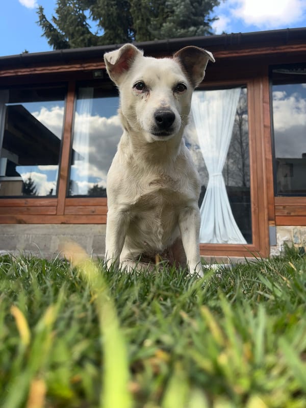 White and brown dog spotted around Vladaya, Bulgaria