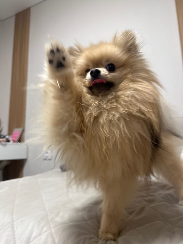 Person shares quiet moment with Pomeranian dog in Votkinsk