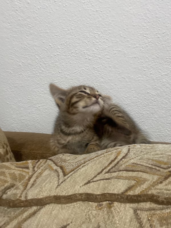 Kittens and couch time in a Bulgarian home
