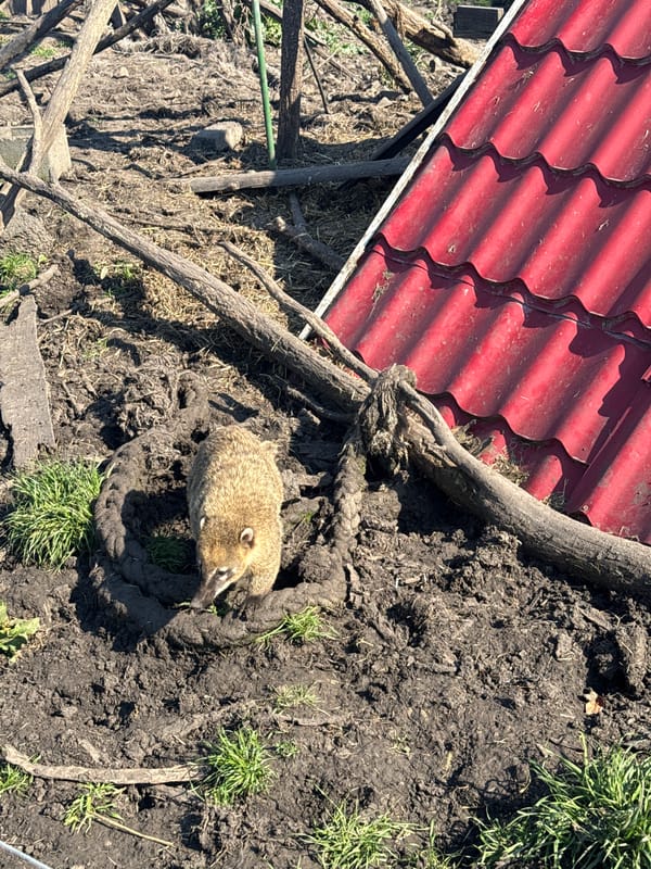 Various animals spotted around Burgas, Bulgaria wildlife area
