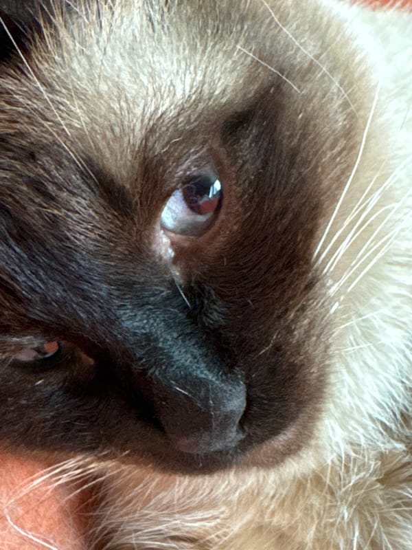 Siamese cat photographed during quiet morning in Russian home