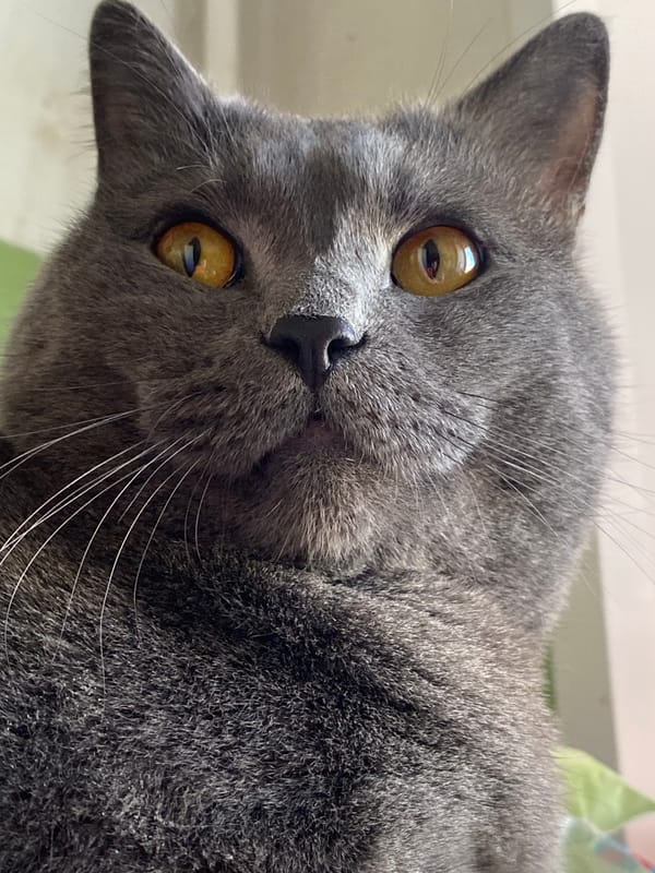 Grey cat photographed multiple times in Votkinsk, Russia