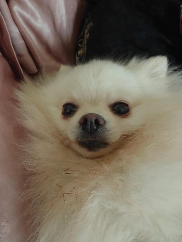 Pomeranian and napping companion share a pink satin rest