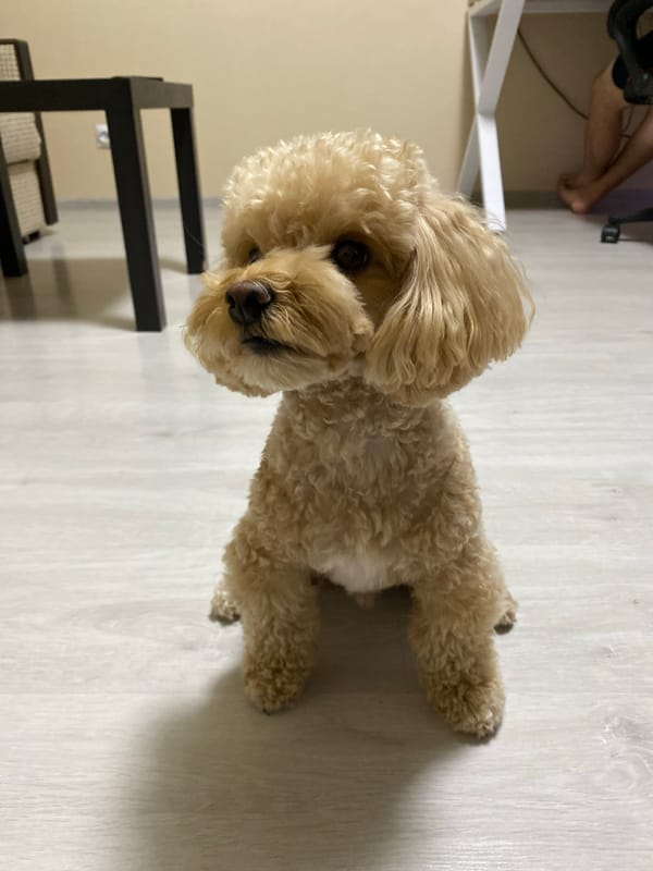 Toy poodle plays fetch and lounges on a wooden floor