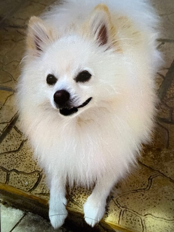 White Pomeranian resting on stone surface in Svilengrad