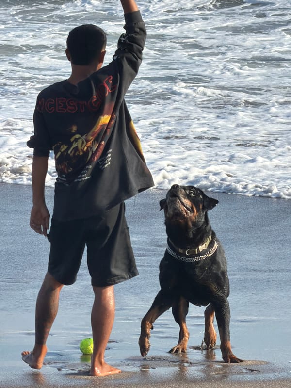 Morning beach outing with dogs on North Kuta's dark sand shore.