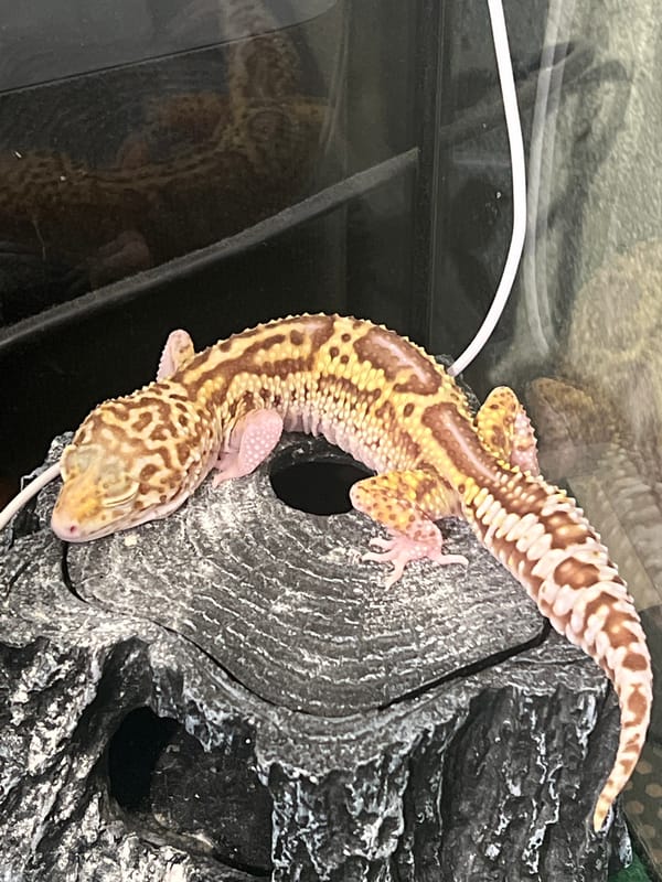 Pet gecko observation session captured in Mendeleyevsk, Russia