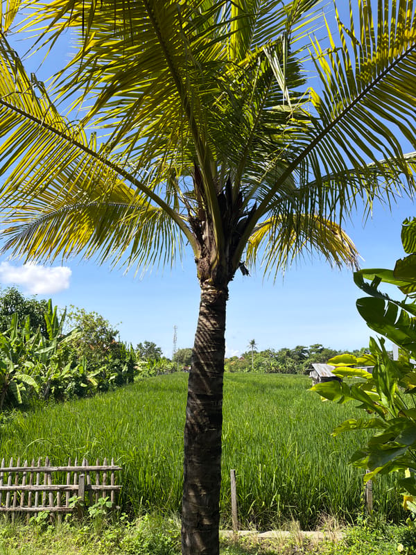 Lazy Bali morning at a tropical guesthouse overlooking rice paddies