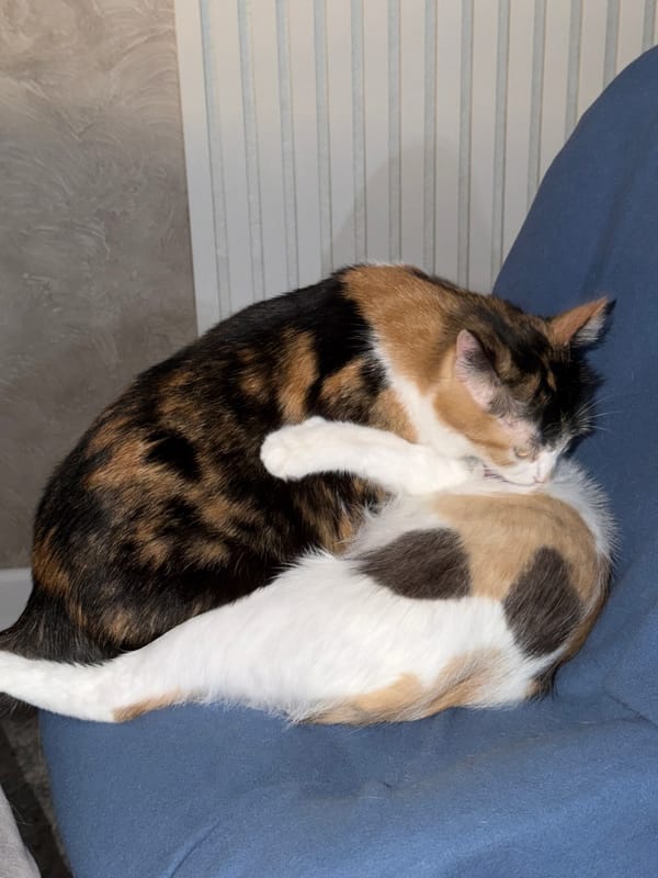 Domestic evening: cats and syrniki in Rossiyskiy, Russia
