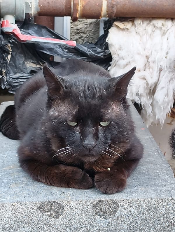 Black cat lounging on stone in Chaika, Ukraine