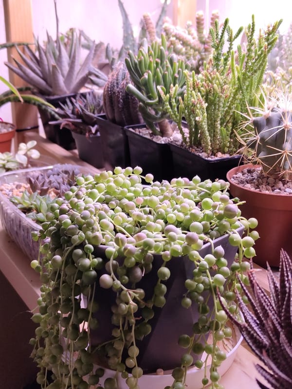 Cats and succulents at home in Krasnodar