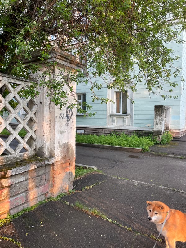 Dog walker documents afternoon stroll through Zheleznogorsk streets