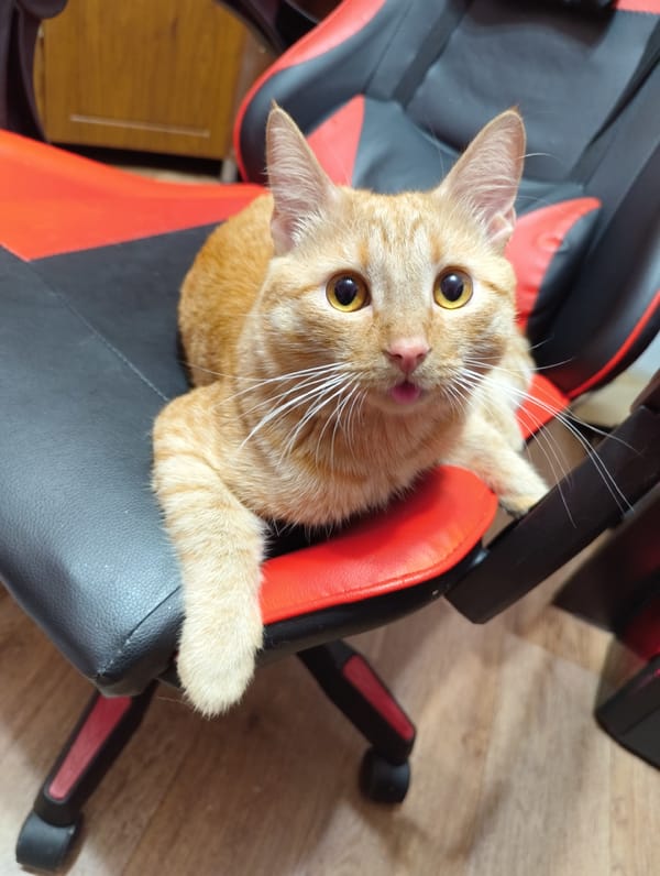 Cat naps on a gaming chair, tattoos and armor imagery nearby