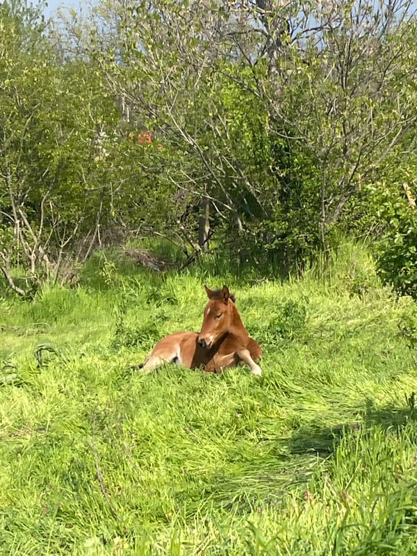 Person walks dog through Bulgarian countryside, documents spring pastoral scenes