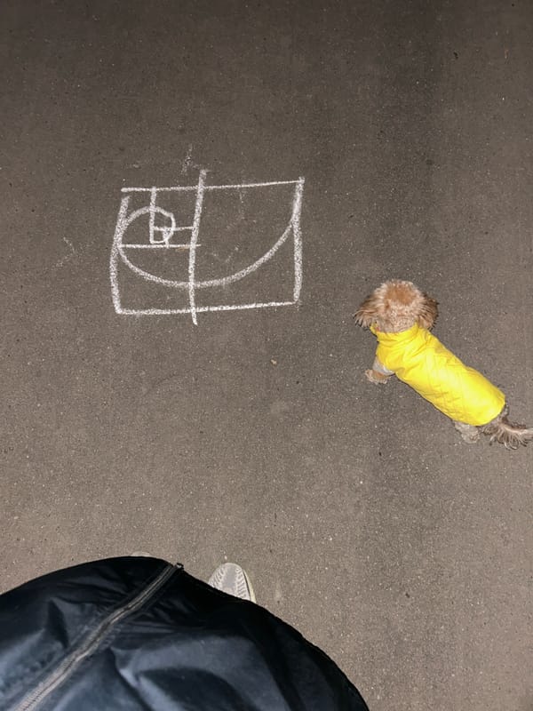Small fluffy object spotted on Moscow pavement at dusk
