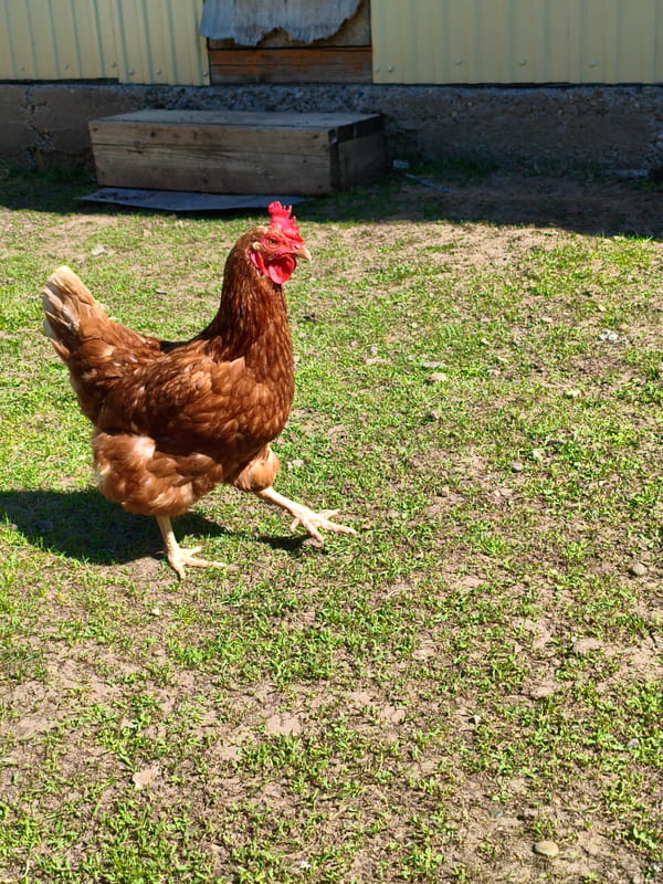 Chicken spotted walking in rural Мунайка, Russia