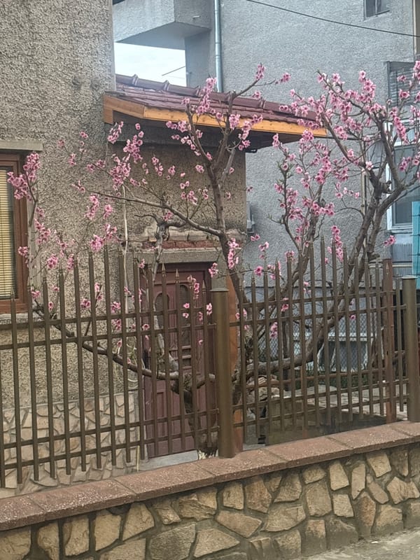 Spring urban scenes documented in Bulgarian town