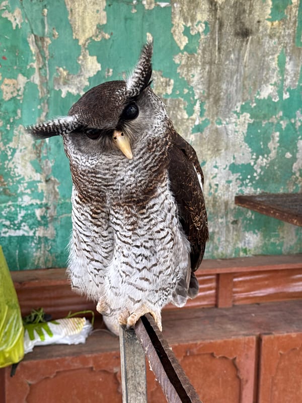 Caged wildlife documented at Baturiti facility in Indonesia
