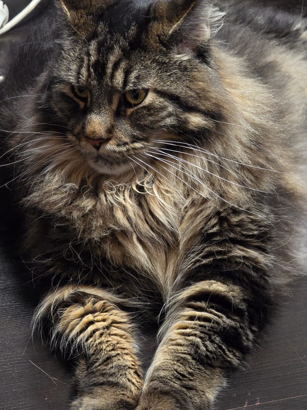 Tabby cat sprawled on dark wood in Krasnoyarsk