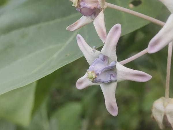 Crown flowers observed blooming in Lhokseumawe, Indonesia