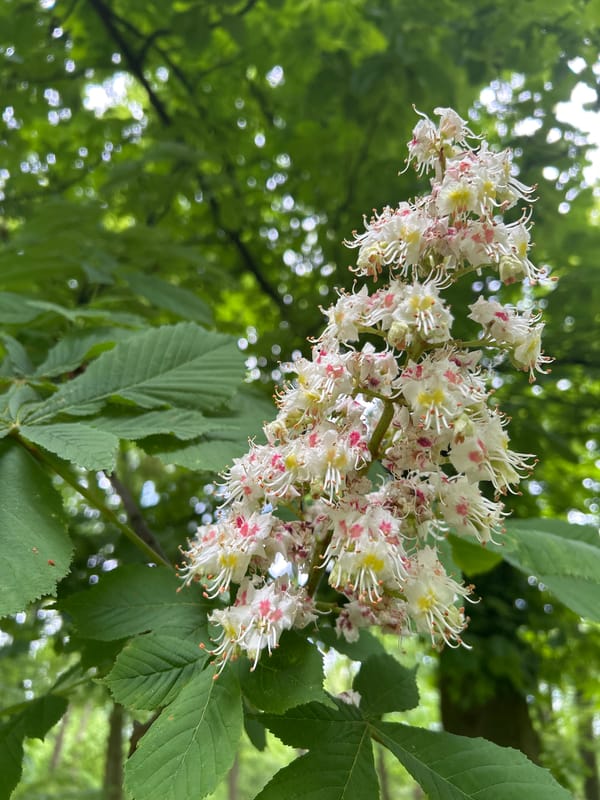 Spring morning observations documented in Tczew, Poland