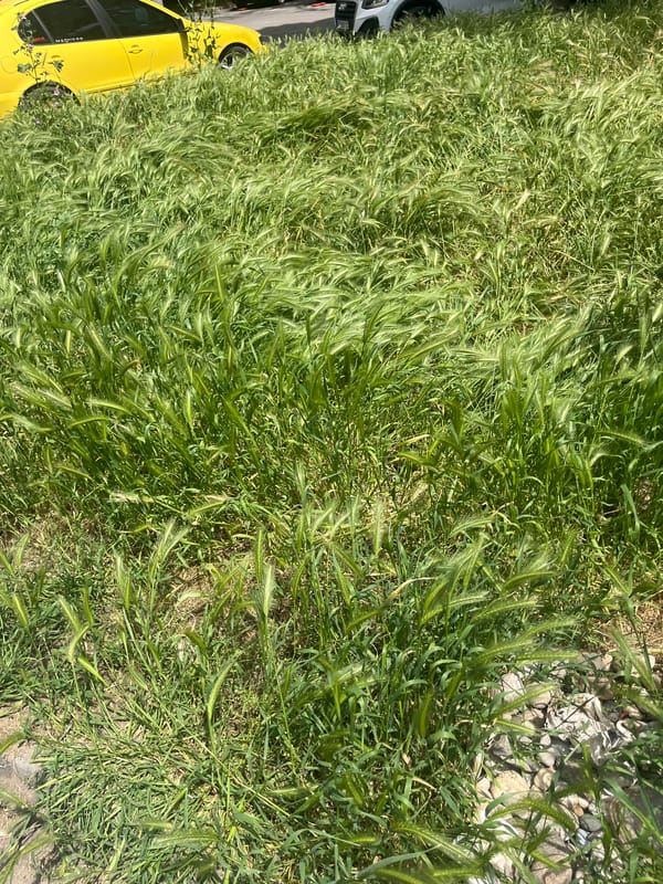 Wild grasses documented growing near yellow car in Plovdiv