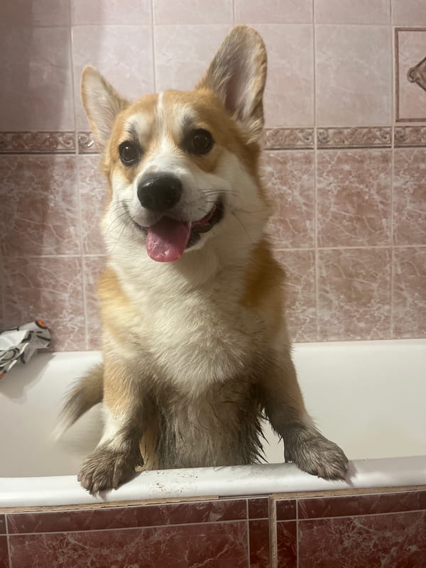 Corgi bath time and selfie captured in Novosibirsk