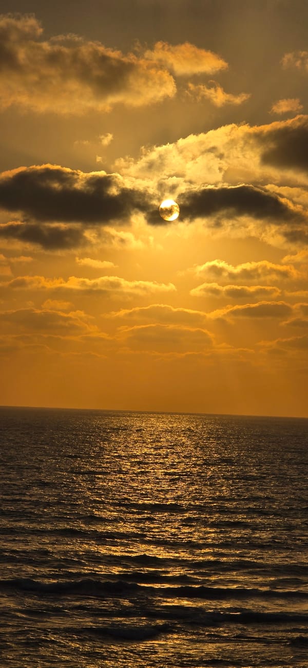 Mediterranean sunset and garden flowers in Bat Yam