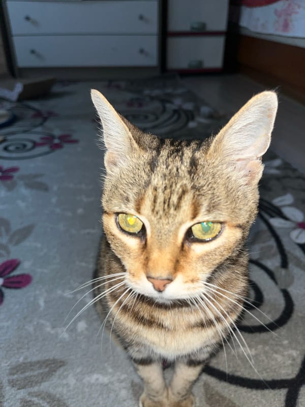 Tabby cat lounging on a floral rug in Ruse