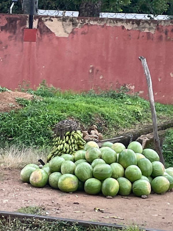 Garden plants, street scenes, and market life across central Nigeria