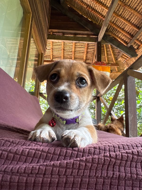 Puppy with colorful collar photographed in Kediri, Indonesia