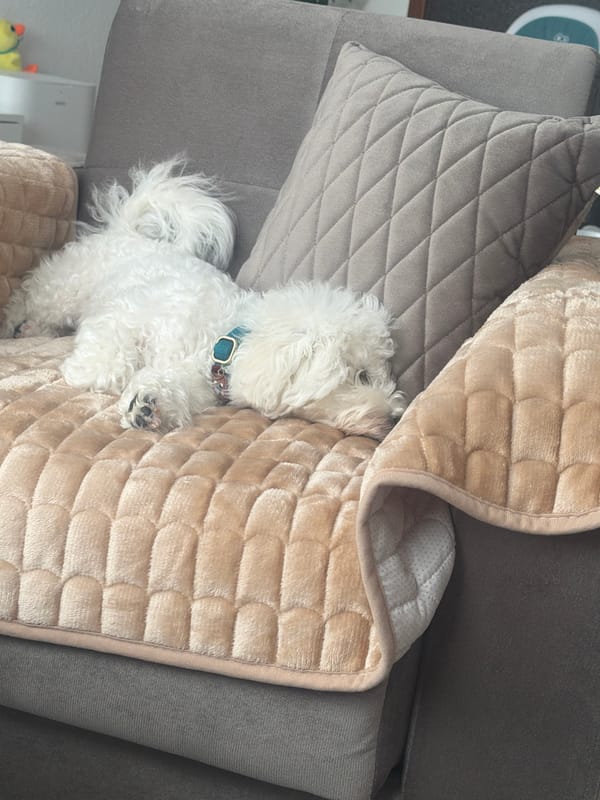 Bichon Frise naps peacefully on couch in Neumünster home