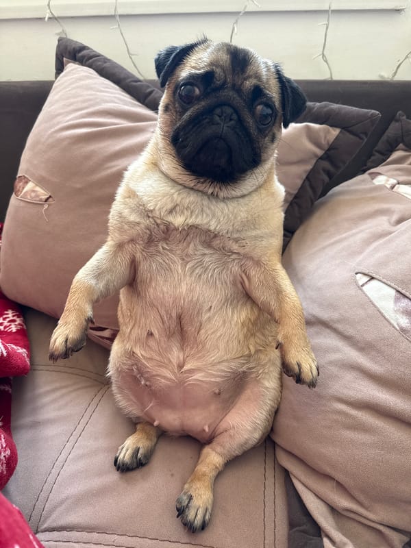 Pugs doing pug things around the house