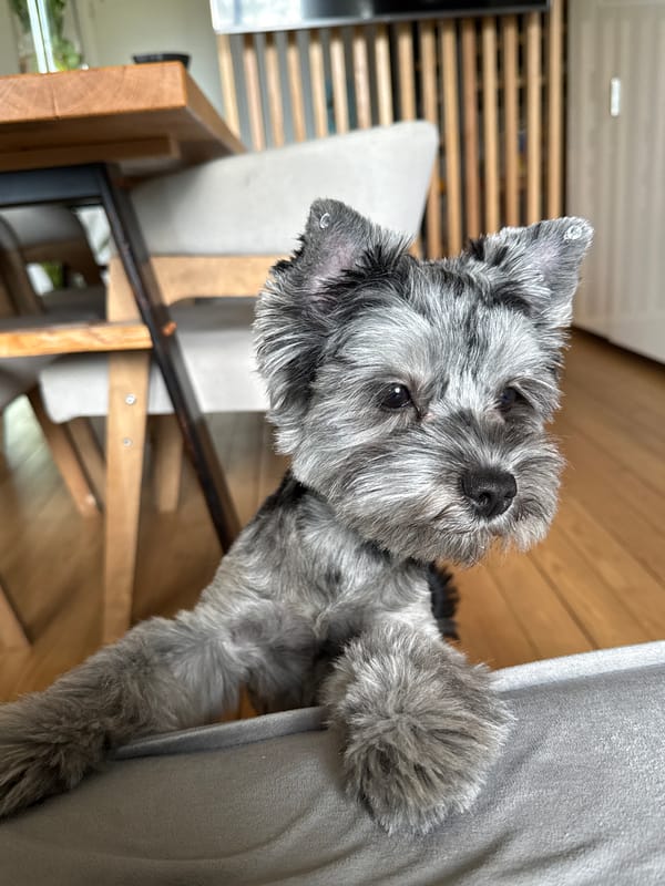 Small gray dog peeks over a blanket in Chaikovsky