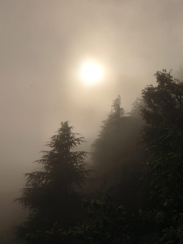 Foggy Himachal hills, forest trails, and a quiet afternoon