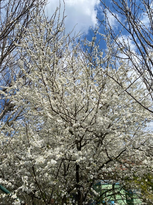 Spring blooms and backyard chickens documented in Konstantinovo, Bulgaria