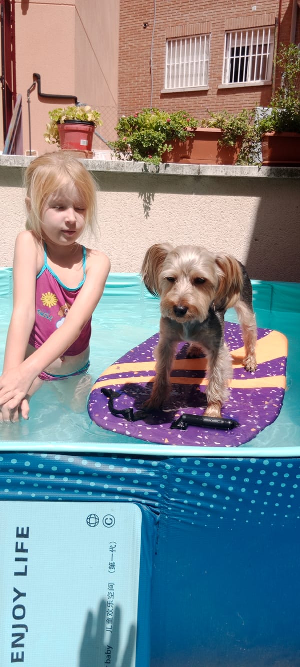 Yorkshire Terrier summers hard by the backyard pool in Galapagar