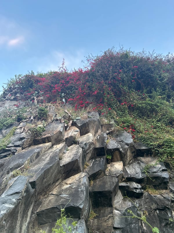 Evening documentation of flora and geology in Câmara de Lobos