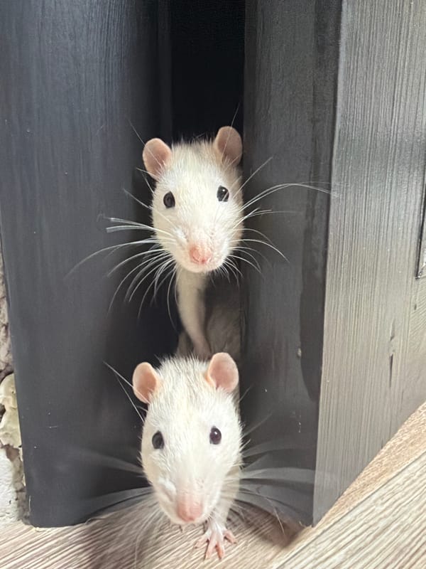 Pet rats emerge from hiding spot in Markovo